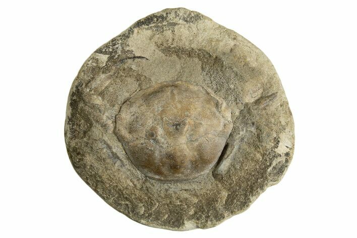 Prepare Your Own Fossil Crab Concretion - Washington State #338101